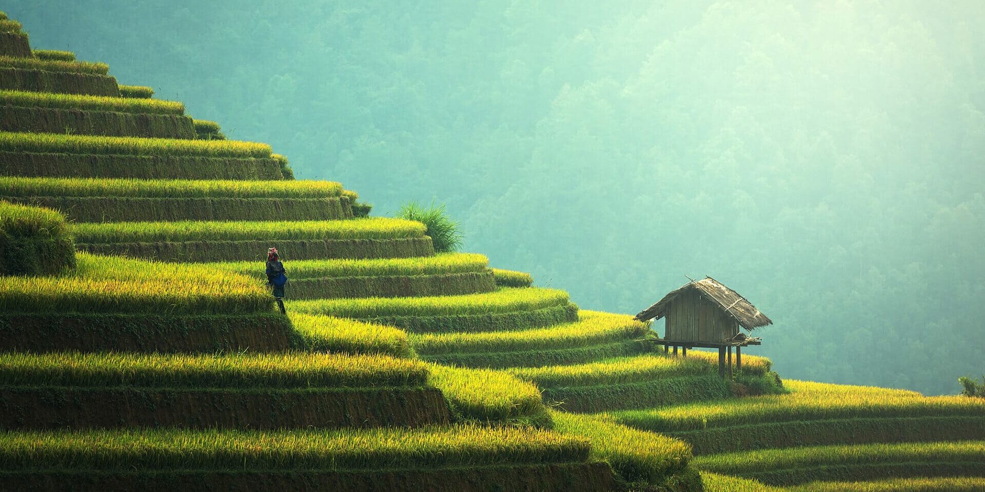rice terraces